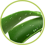 Aloe