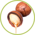 Macadamia Macadamia